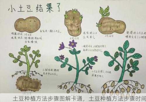 土豆种植方法步骤图解卡通，土豆种植方法步骤时间第2张-蔬菜基地绿色种植产业带