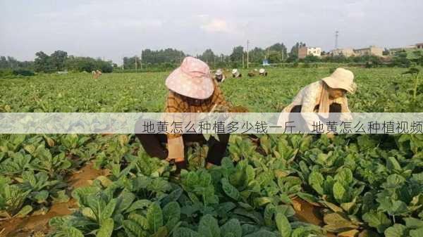 地黄怎么种植多少钱一斤，地黄怎么种植视频第2张-蔬菜基地绿色种植产业带