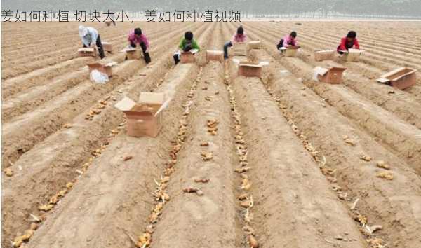 姜如何种植 切块大小，姜如何种植视频第1张-蔬菜基地绿色种植产业带