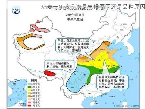 小麦一年收几次是气候原因还是品种原因第1张-蔬菜基地绿色种植产业带