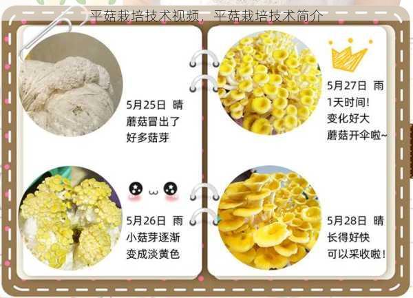 平菇栽培技术视频，平菇栽培技术简介第1张-蔬菜基地绿色种植产业带