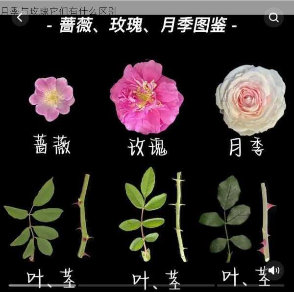 月季与玫瑰它们有什么区别第1张-蔬菜基地绿色种植产业带