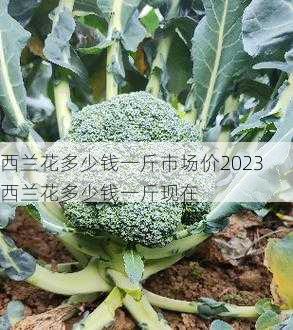 西兰花多少钱一斤市场价2023西兰花多少钱一斤现在第1张-蔬菜基地绿色种植产业带