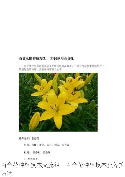 百合花种植技术交流组，百合花种植技术及养护方法第1张-蔬菜基地绿色种植产业带