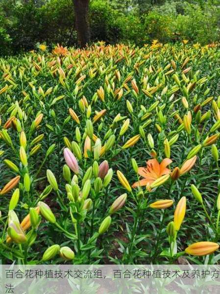 百合花种植技术交流组，百合花种植技术及养护方法第2张-蔬菜基地绿色种植产业带