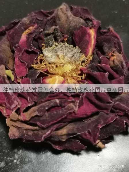 种植玫瑰花发霉怎么办，种植玫瑰花图片真实照片第1张-蔬菜基地绿色种植产业带