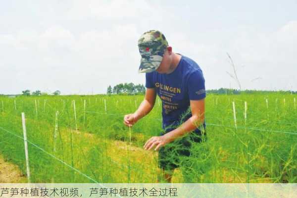 芦笋种植技术视频，芦笋种植技术全过程第1张-蔬菜基地绿色种植产业带