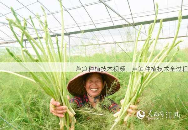 芦笋种植技术视频，芦笋种植技术全过程第2张-蔬菜基地绿色种植产业带