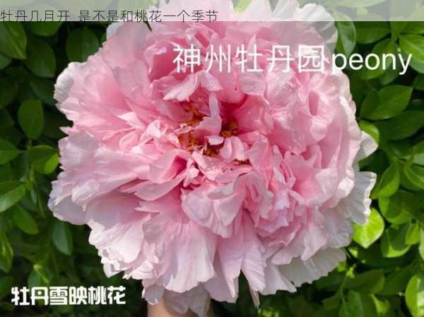 牡丹几月开  是不是和桃花一个季节第1张-蔬菜基地绿色种植产业带