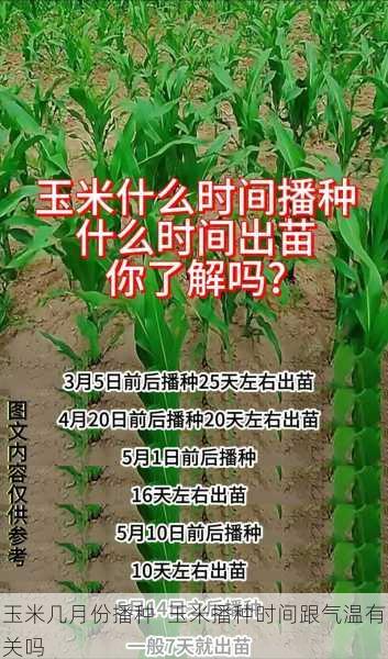 玉米几月份播种  玉米播种时间跟气温有关吗第2张-蔬菜基地绿色种植产业带