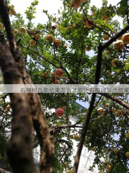 石榴树几年结果怎么才能让石榴树早点结果第1张-蔬菜基地绿色种植产业带