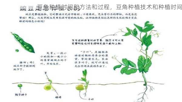 豆角种植时间和方法和过程，豆角种植技术和种植时间第2张-蔬菜基地绿色种植产业带