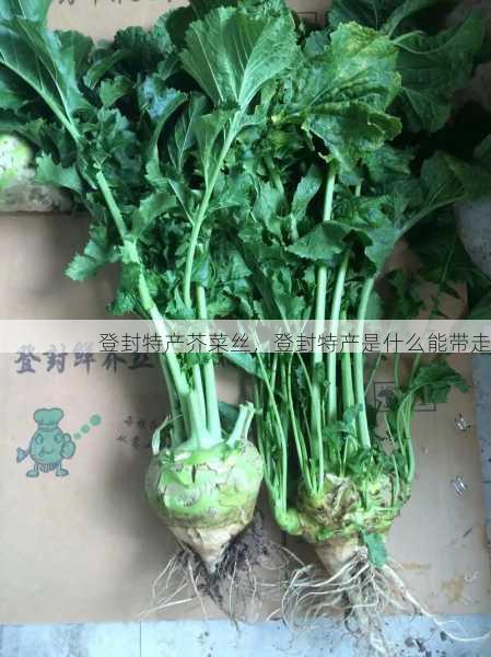 登封特产芥菜丝，登封特产是什么能带走第2张-蔬菜基地绿色种植产业带