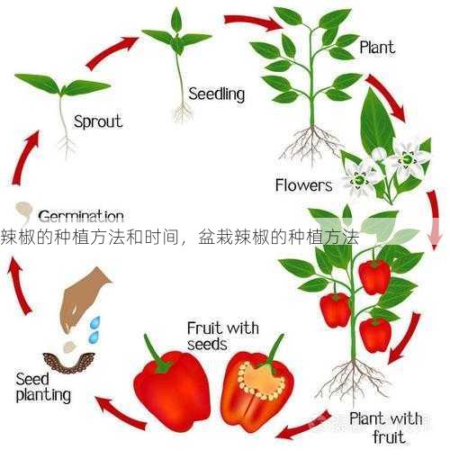 辣椒的种植方法和时间，盆栽辣椒的种植方法第2张-蔬菜基地绿色种植产业带