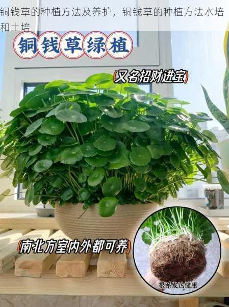 铜钱草的种植方法及养护，铜钱草的种植方法水培和土培第1张-蔬菜基地绿色种植产业带