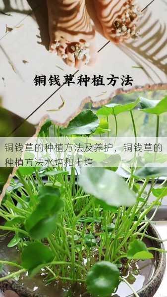 铜钱草的种植方法及养护，铜钱草的种植方法水培和土培第2张-蔬菜基地绿色种植产业带