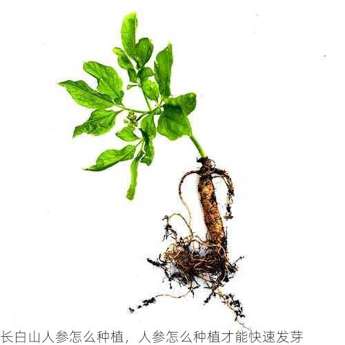 长白山人参怎么种植，人参怎么种植才能快速发芽第1张-蔬菜基地绿色种植产业带