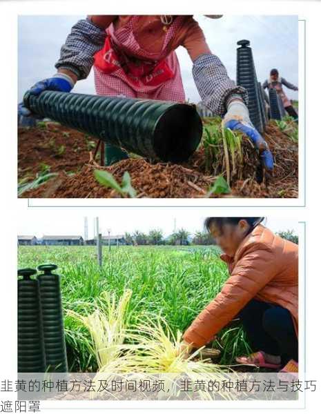 韭黄的种植方法及时间视频，韭黄的种植方法与技巧遮阳罩第2张-蔬菜基地绿色种植产业带