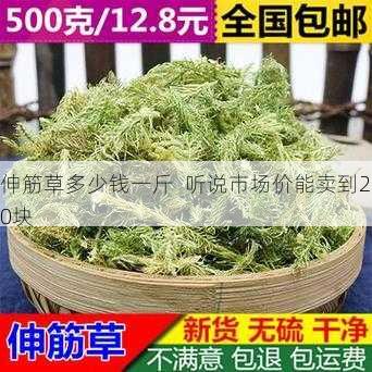 伸筋草多少钱一斤  听说市场价能卖到20块第1张-蔬菜基地绿色种植产业带