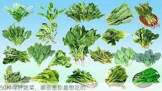 50种绿叶蔬菜，哪些是你最想吃的第2张-蔬菜基地绿色种植产业带