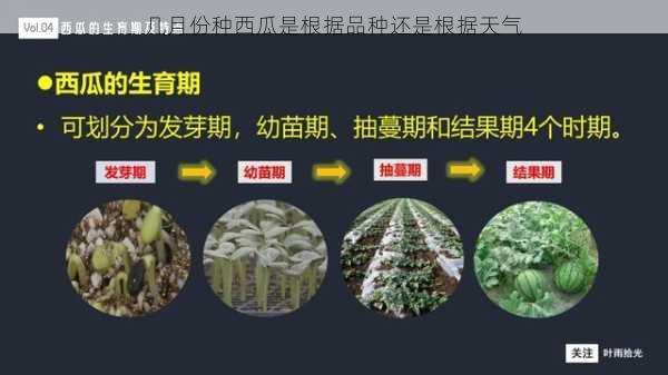 几月份种西瓜是根据品种还是根据天气第1张-蔬菜基地绿色种植产业带