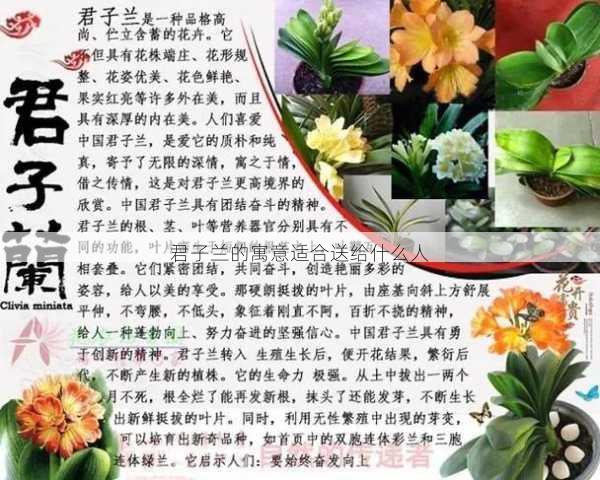 君子兰的寓意适合送给什么人第2张-蔬菜基地绿色种植产业带