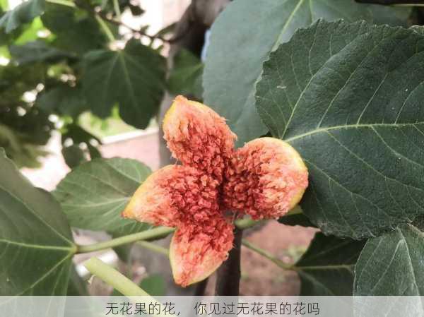 无花果的花， 你见过无花果的花吗第1张-蔬菜基地绿色种植产业带