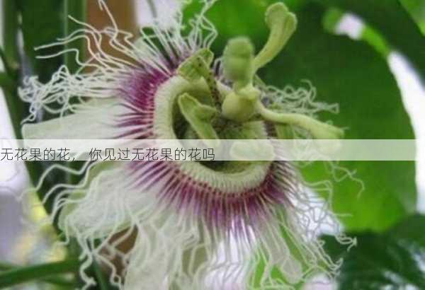 无花果的花， 你见过无花果的花吗第2张-蔬菜基地绿色种植产业带