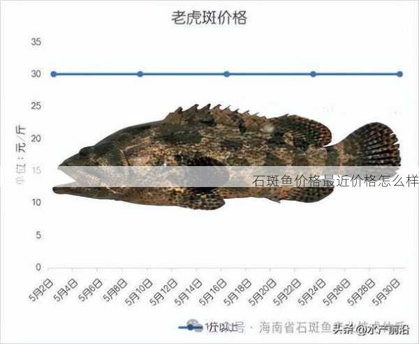 石斑鱼价格最近价格怎么样第2张-蔬菜基地绿色种植产业带