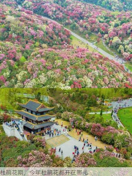 杜鹃花期，今年杜鹃花都开在哪儿第2张-蔬菜基地绿色种植产业带