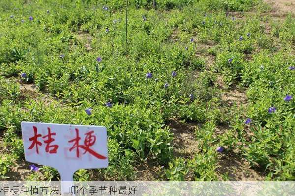 桔梗种植方法，哪个季节种最好第2张-蔬菜基地绿色种植产业带