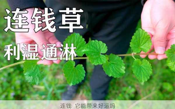 连钱  它能带来好运吗第1张-蔬菜基地绿色种植产业带