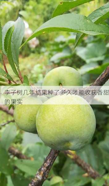 李子树几年结果种了多久才能收获香甜的果实第1张-蔬菜基地绿色种植产业带