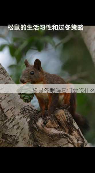 松鼠冬眠吗它们会吃什么第1张-蔬菜基地绿色种植产业带