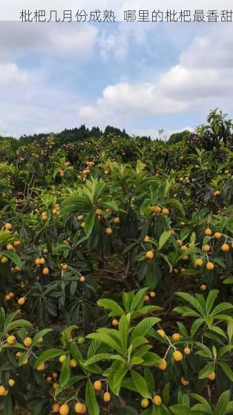 枇杷几月份成熟  哪里的枇杷最香甜第2张-蔬菜基地绿色种植产业带