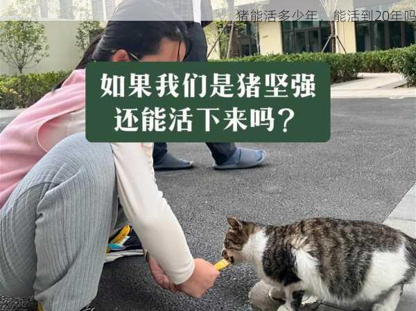 猪能活多少年，能活到20年吗第2张-蔬菜基地绿色种植产业带