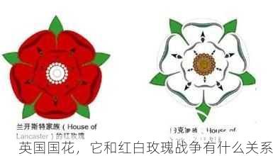 英国国花，它和红白玫瑰战争有什么关系第2张-蔬菜基地绿色种植产业带