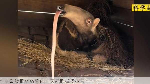 什么动物吃蚂蚁它的一天能吃掉多少只第2张-蔬菜基地绿色种植产业带