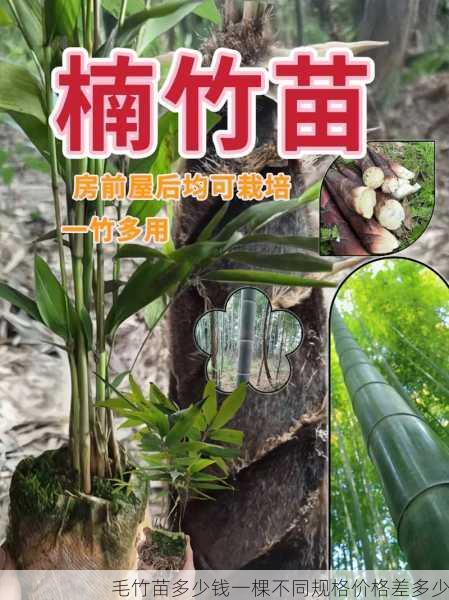 毛竹苗多少钱一棵不同规格价格差多少第2张-蔬菜基地绿色种植产业带