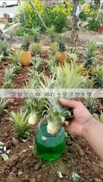 菠萝怎么种  种在土里还是水里第2张-蔬菜基地绿色种植产业带