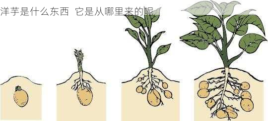 洋芋是什么东西  它是从哪里来的呢第2张-蔬菜基地绿色种植产业带