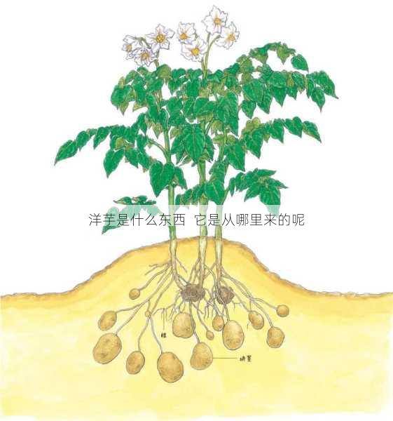 洋芋是什么东西  它是从哪里来的呢第1张-蔬菜基地绿色种植产业带