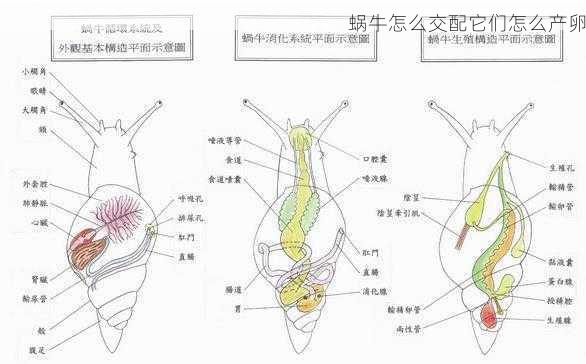 蜗牛怎么交配它们怎么产卵第2张-蔬菜基地绿色种植产业带