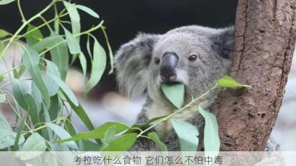 考拉吃什么食物 它们怎么不怕中毒第1张-蔬菜基地绿色种植产业带