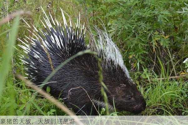 豪猪的天敌，天敌到底是谁第2张-蔬菜基地绿色种植产业带