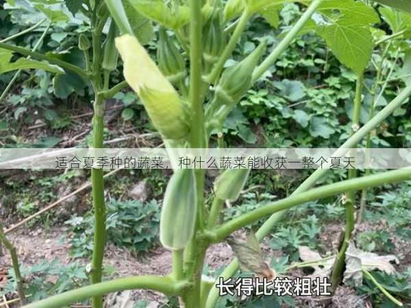 适合夏季种的蔬菜，种什么蔬菜能收获一整个夏天第2张-蔬菜基地绿色种植产业带