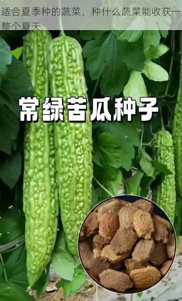 适合夏季种的蔬菜，种什么蔬菜能收获一整个夏天第1张-蔬菜基地绿色种植产业带