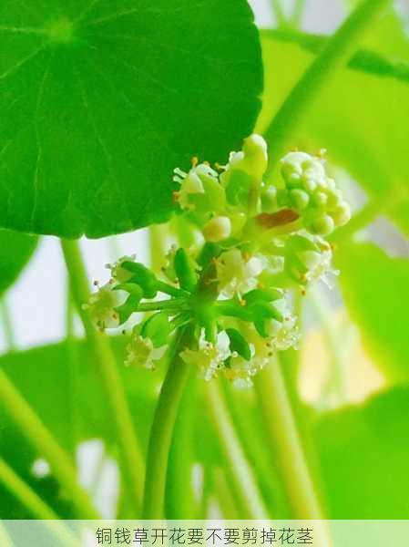 铜钱草开花要不要剪掉花茎第1张-蔬菜基地绿色种植产业带