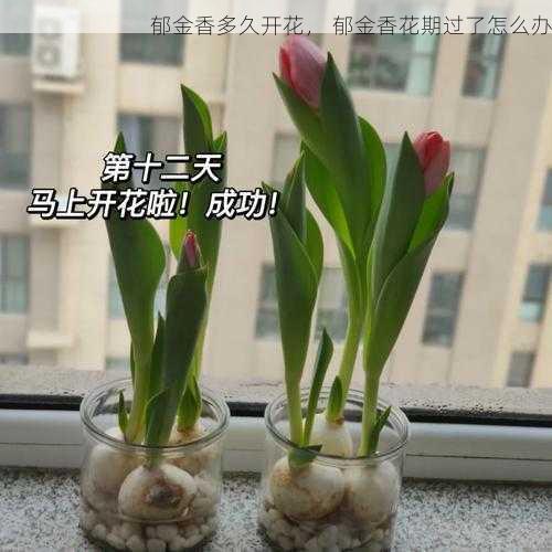 郁金香多久开花， 郁金香花期过了怎么办第1张-蔬菜基地绿色种植产业带