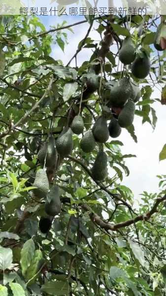 鳄梨是什么哪里能买到新鲜的第1张-蔬菜基地绿色种植产业带